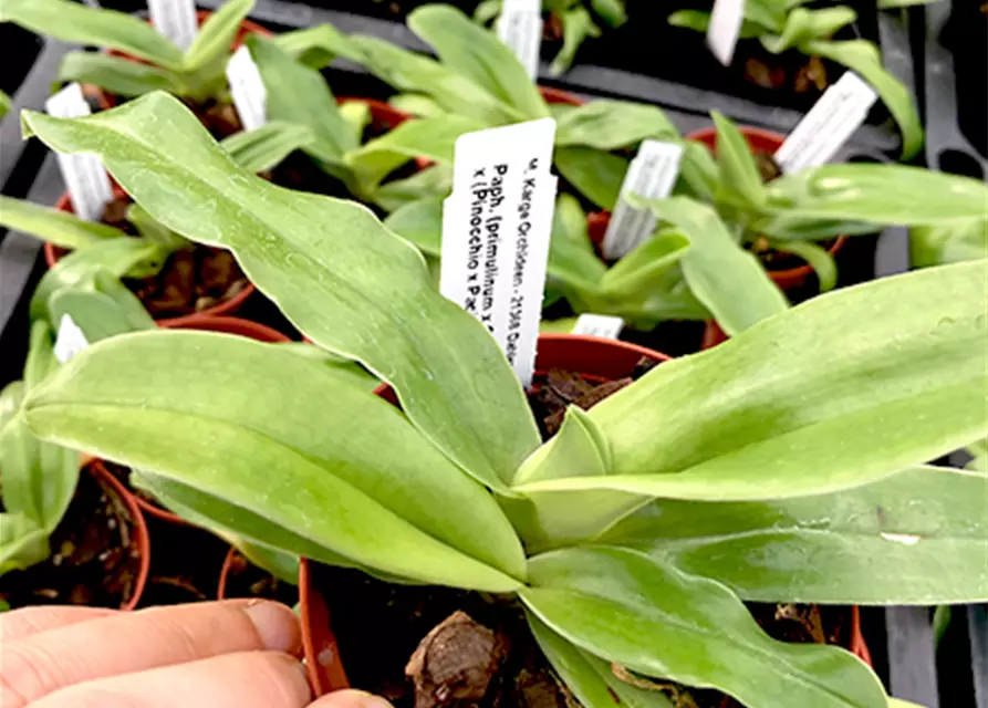 Paphiopedilum (helenae x Pinocchio) x Thunder eagle