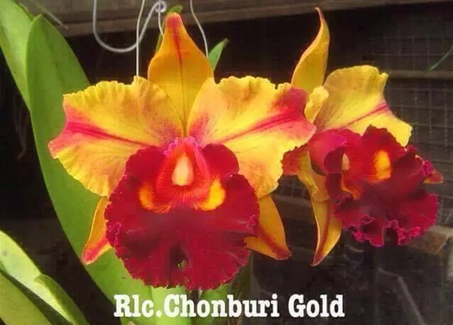 Rlc. Chonburi Gold #2