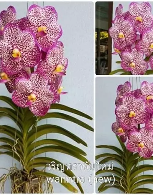 Vanda Varintra Pink #2