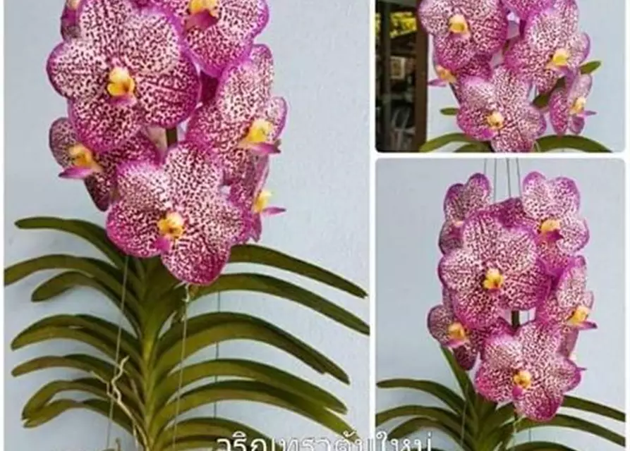 Vanda Varintra Pink #2