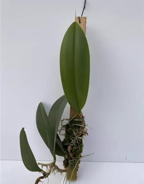 Bulbophyllum baileyi x beccarii