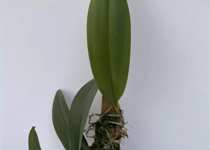 Bulbophyllum baileyi x beccarii