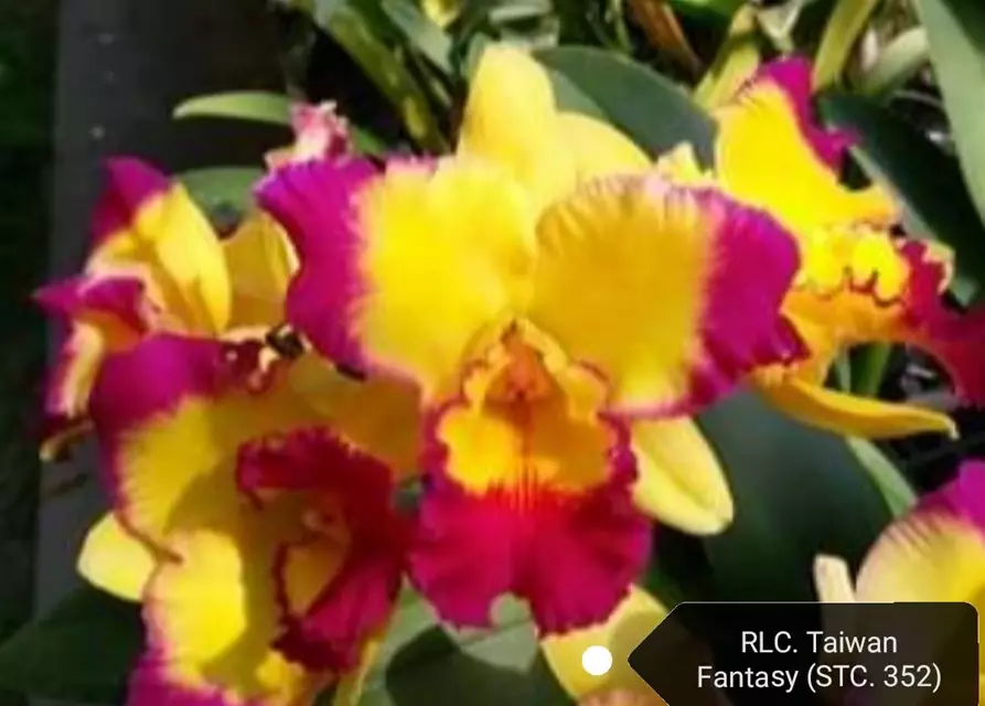 Rlc. Taiwan Fantasy 