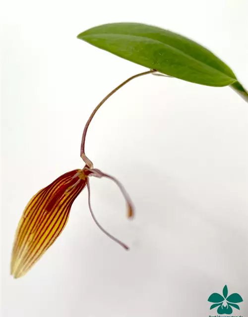 Restrepia trichoglossa