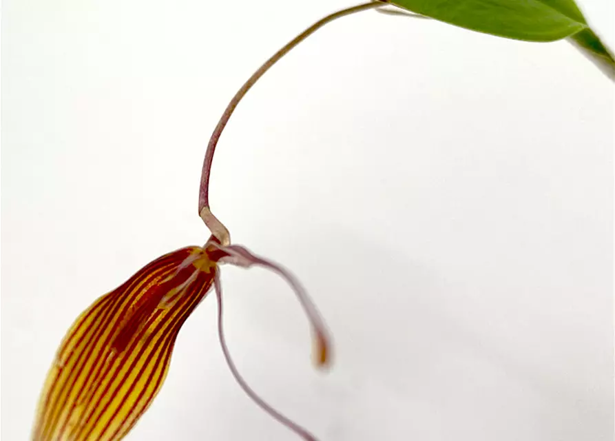 Restrepia trichoglossa