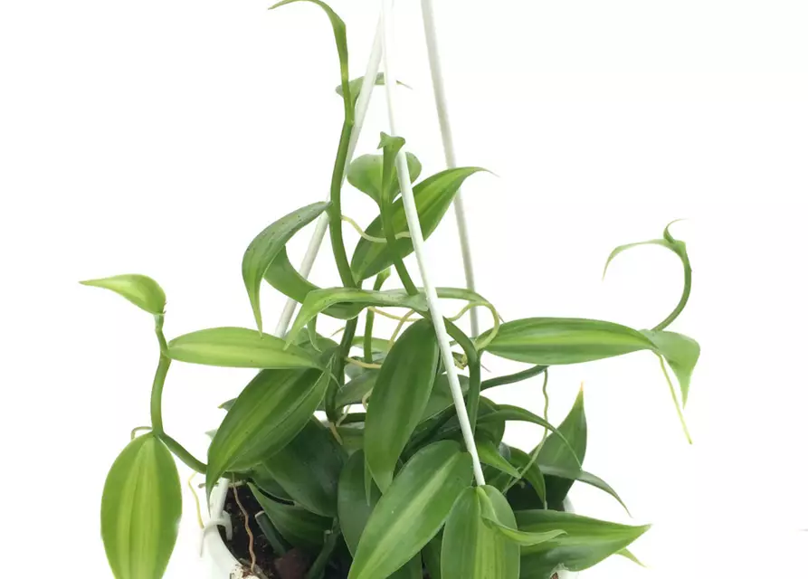 Vanilla planifolia