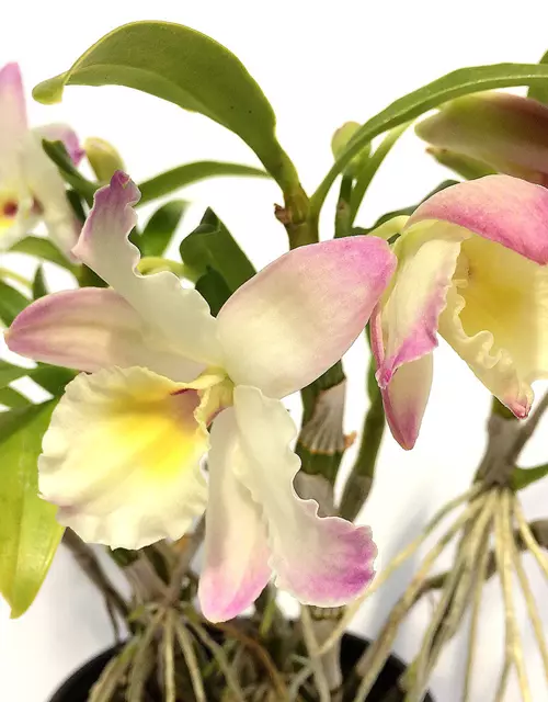 Dendrobium Lovely Virgin Angel