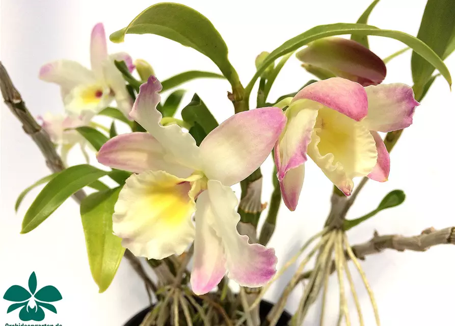 Dendrobium Lovely Virgin Angel