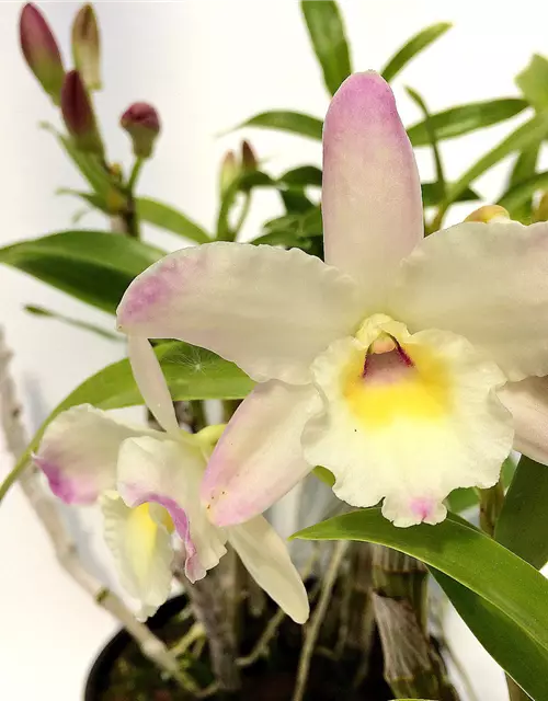 Dendrobium Lovely Virgin Angel