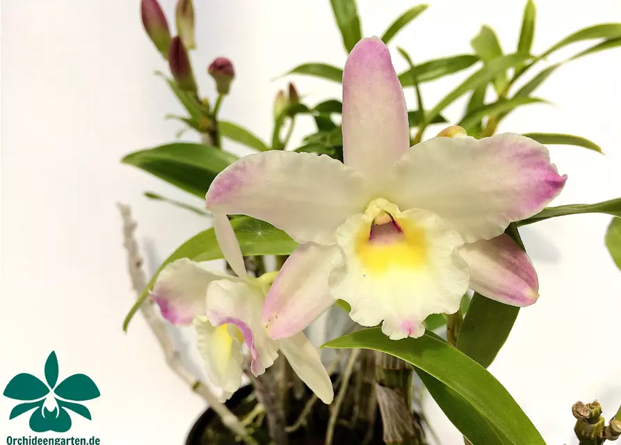 Dendrobium Lovely Virgin Angel