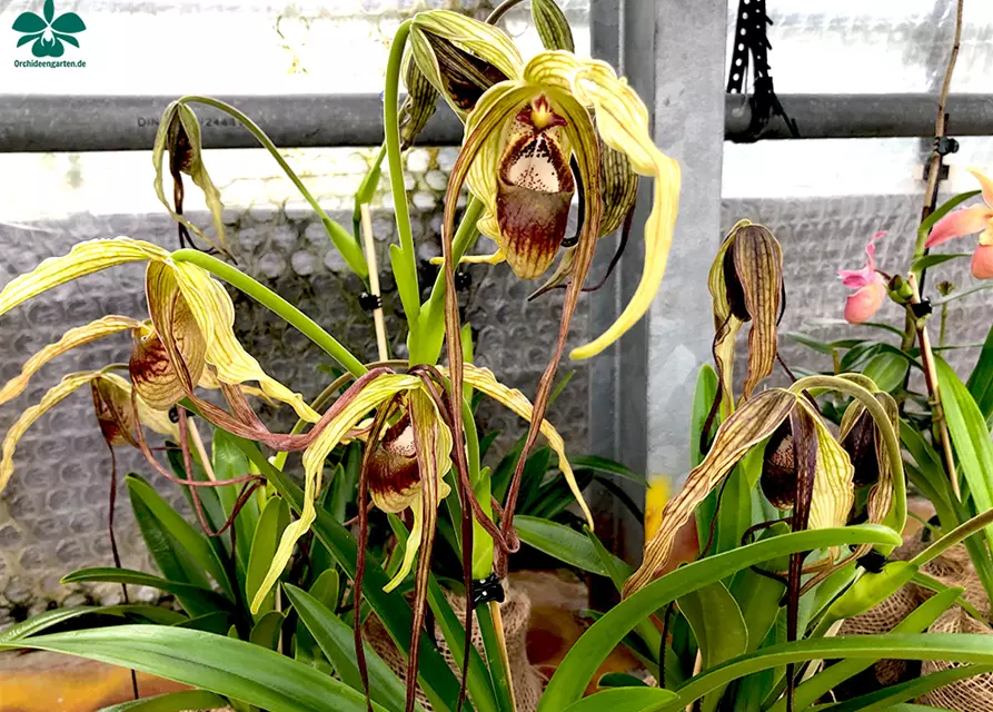 Phragmipedium humboldtii