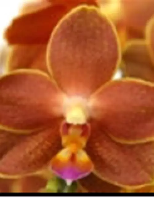 Phalaenopsis Belladoro - Jungpflanze