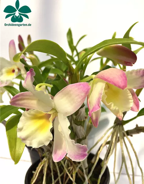 Dendrobium Lovely Virgin Angel