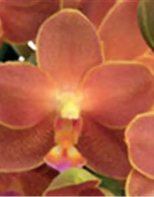 Phalaenopsis Belladoro - Jungpflanze