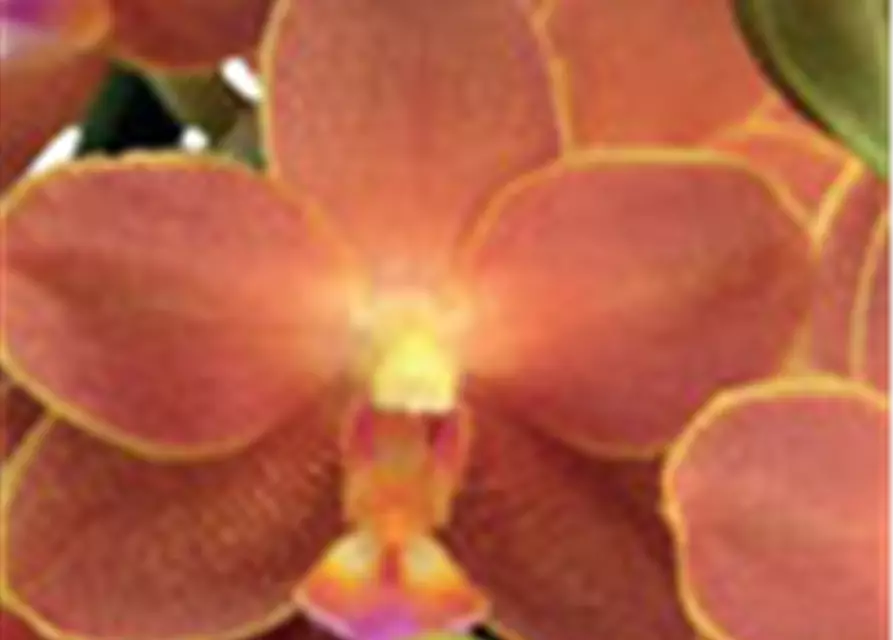 Phalaenopsis Belladoro - Jungpflanze