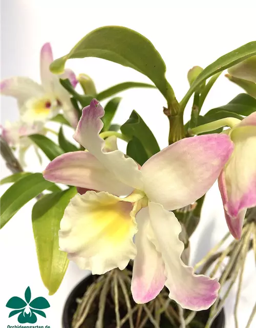 Dendrobium Lovely Virgin Angel