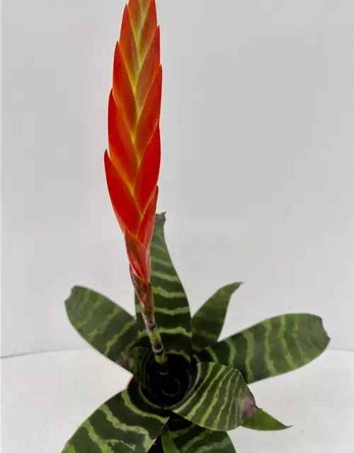 Vriesea splendens 