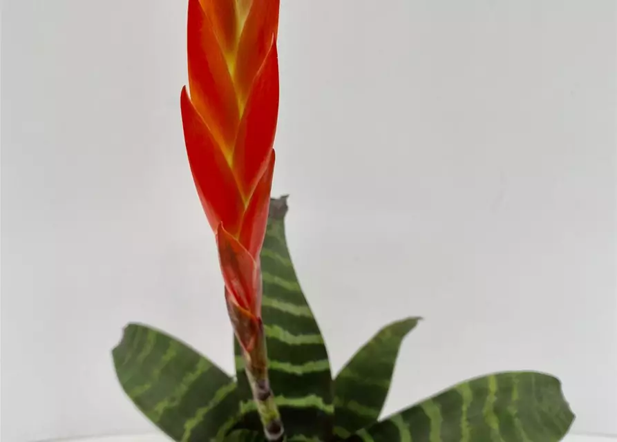 Vriesea splendens 