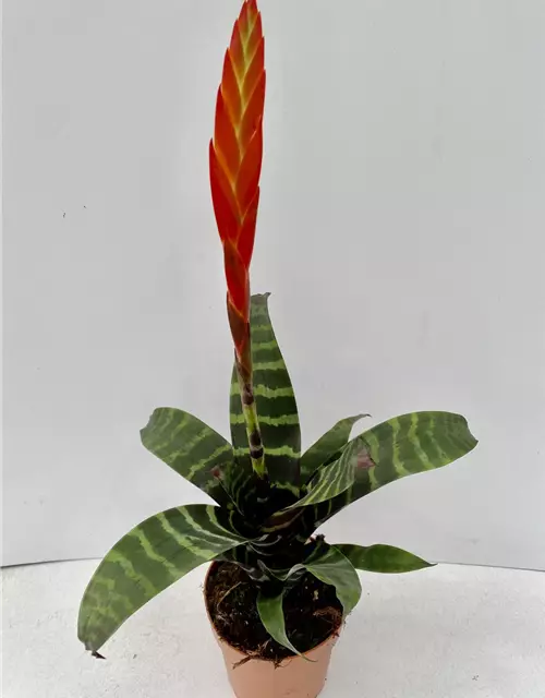 Vriesea splendens 