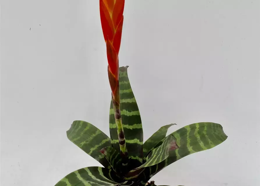 Vriesea splendens 