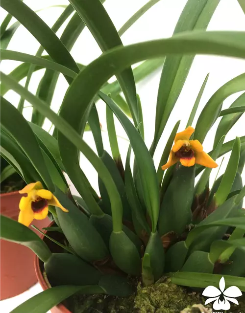 Maxillaria variabilis