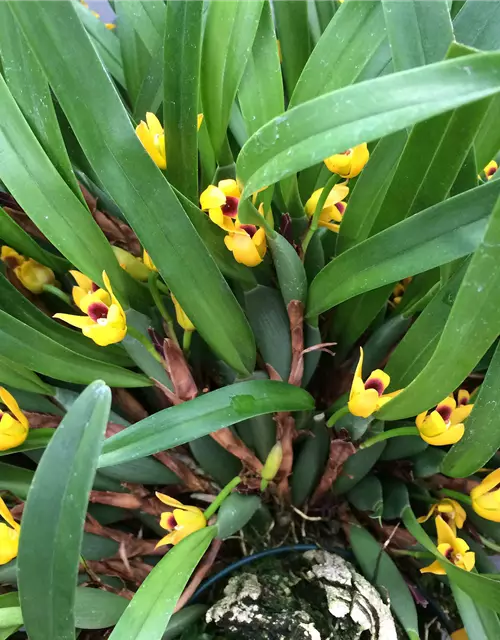 Maxillaria variabilis