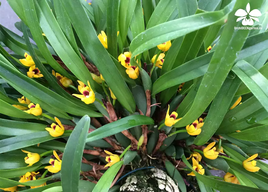 Maxillaria variabilis