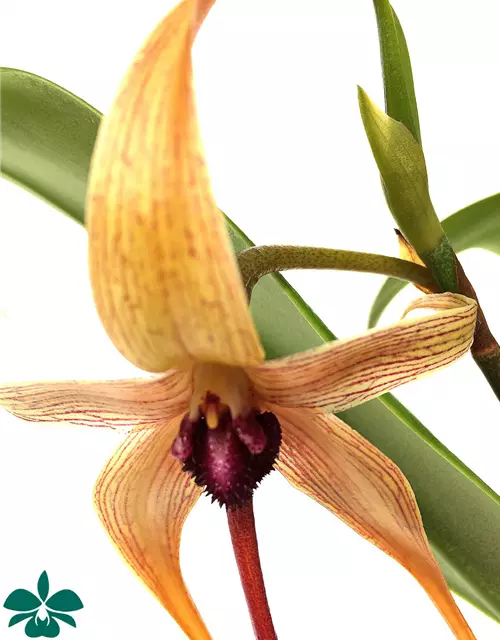 Bulbophyllum carunculatum