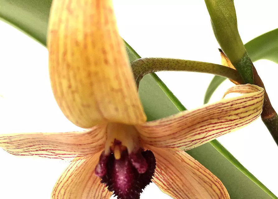 Bulbophyllum carunculatum