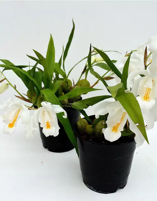 Coelogyne cristata