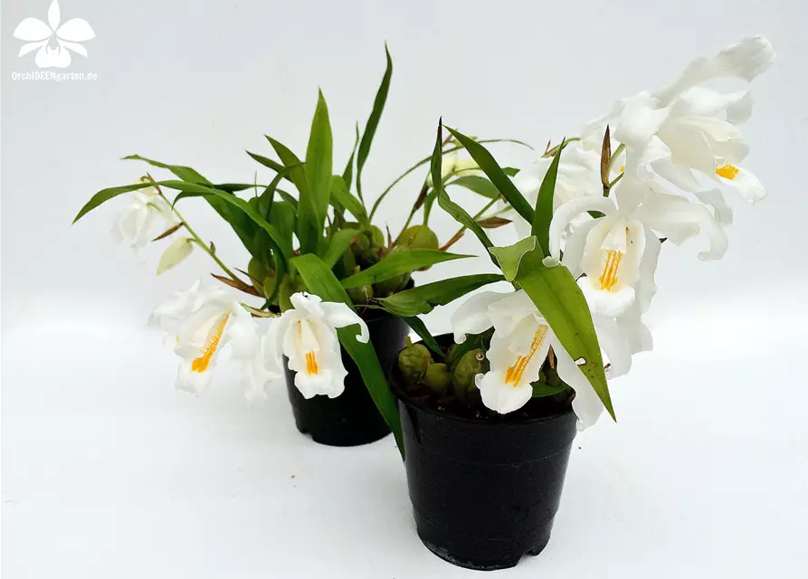 Coelogyne cristata