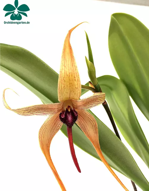 Bulbophyllum carunculatum