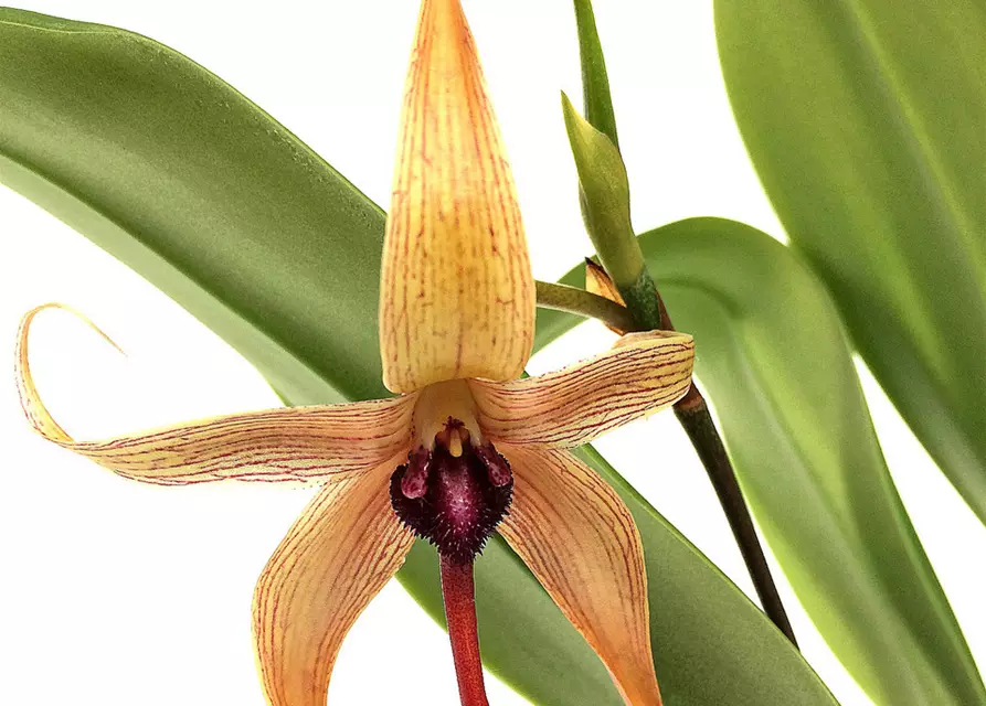 Bulbophyllum carunculatum