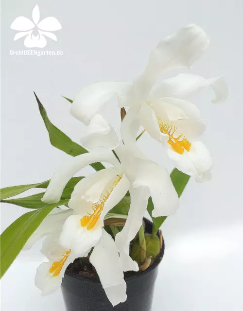 Coelogyne cristata