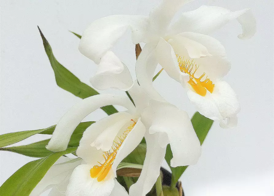 Coelogyne cristata