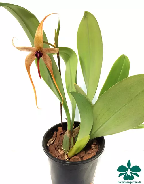 Bulbophyllum carunculatum