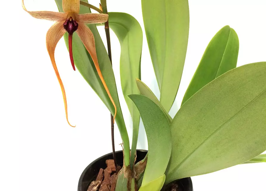 Bulbophyllum carunculatum