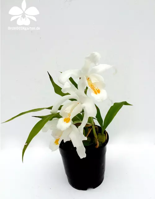 Coelogyne cristata