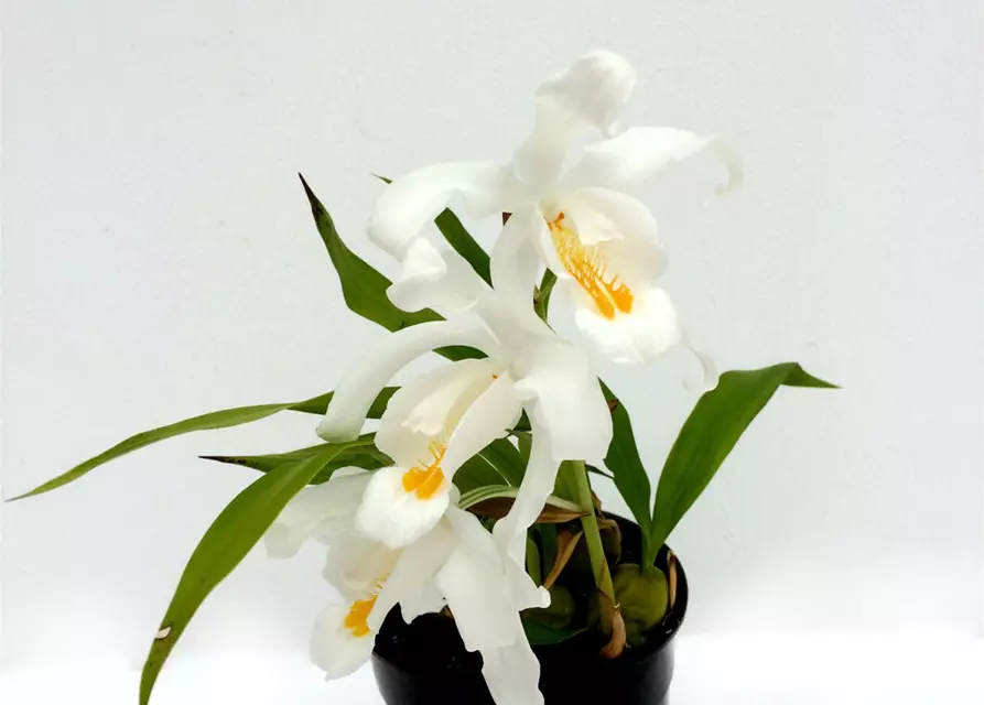 Coelogyne cristata