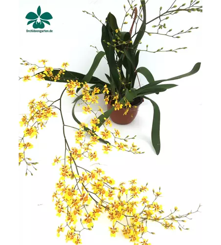 Oncidium Suzy