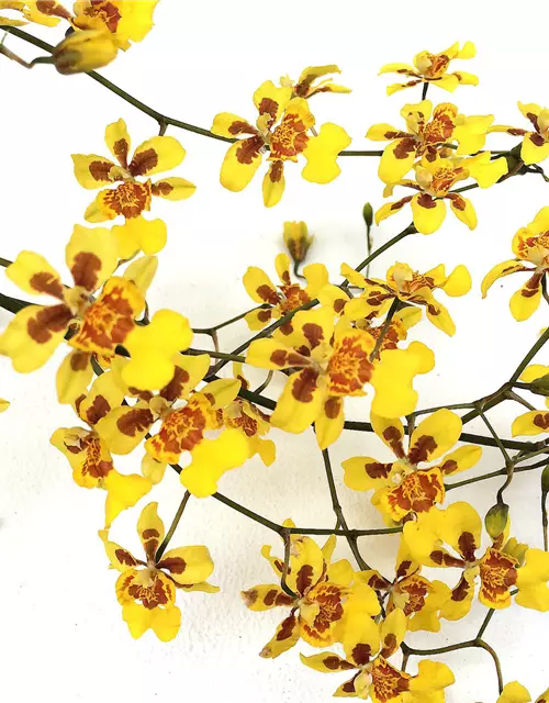 Oncidium Suzy