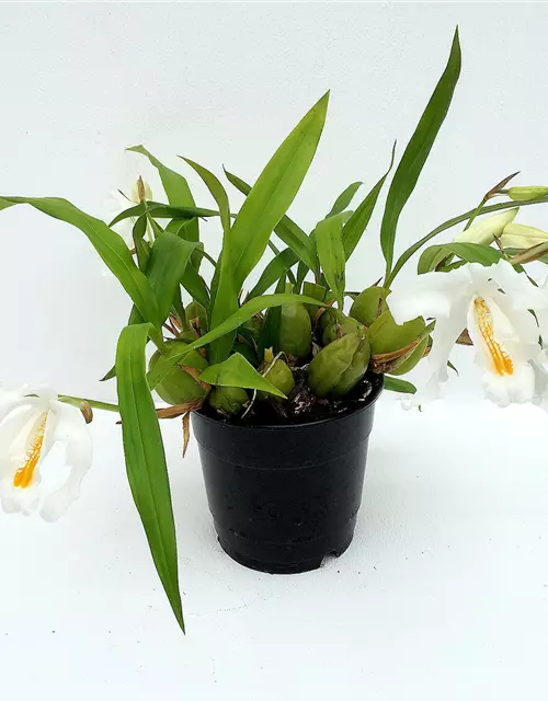 Coelogyne cristata