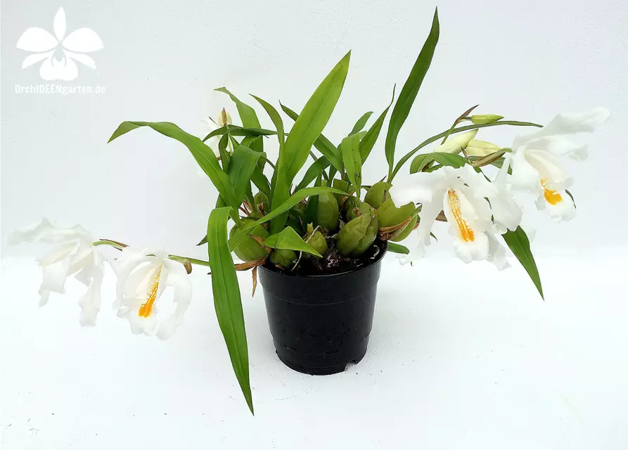 Coelogyne cristata