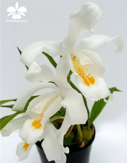 Coelogyne cristata