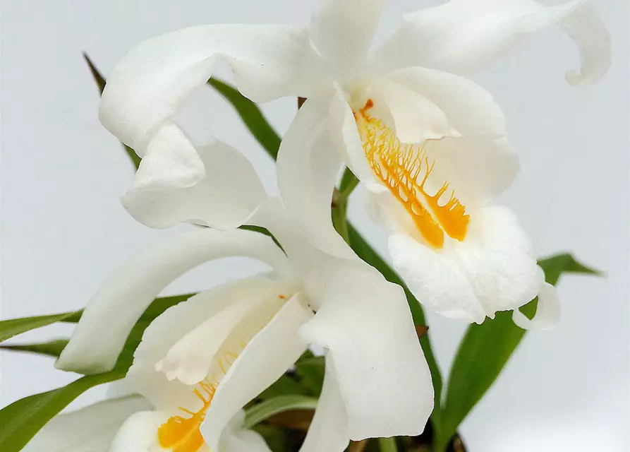 Coelogyne cristata