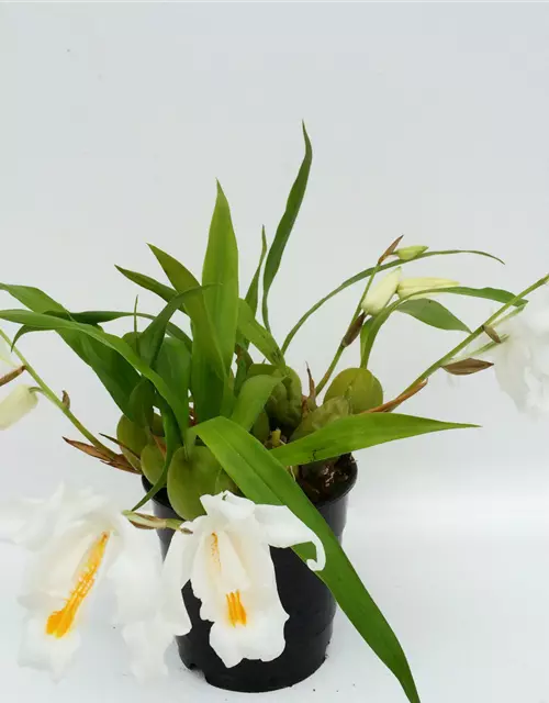 Coelogyne cristata