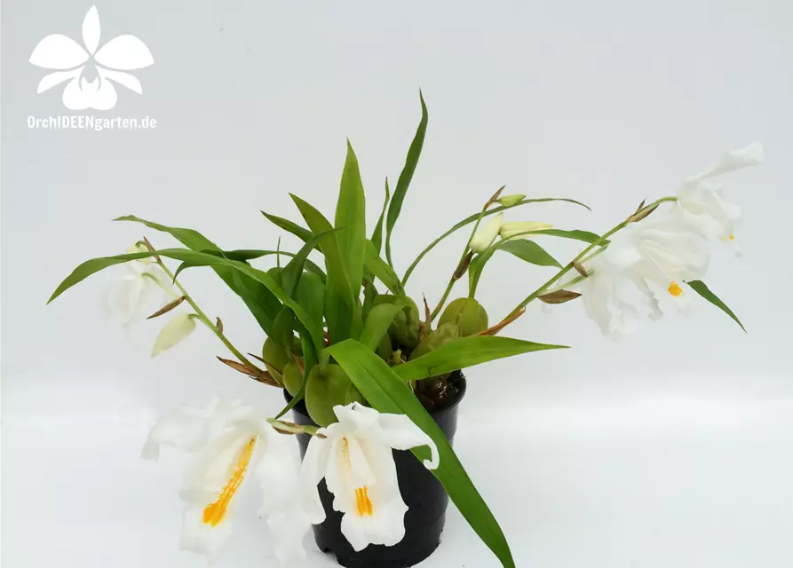 Coelogyne cristata