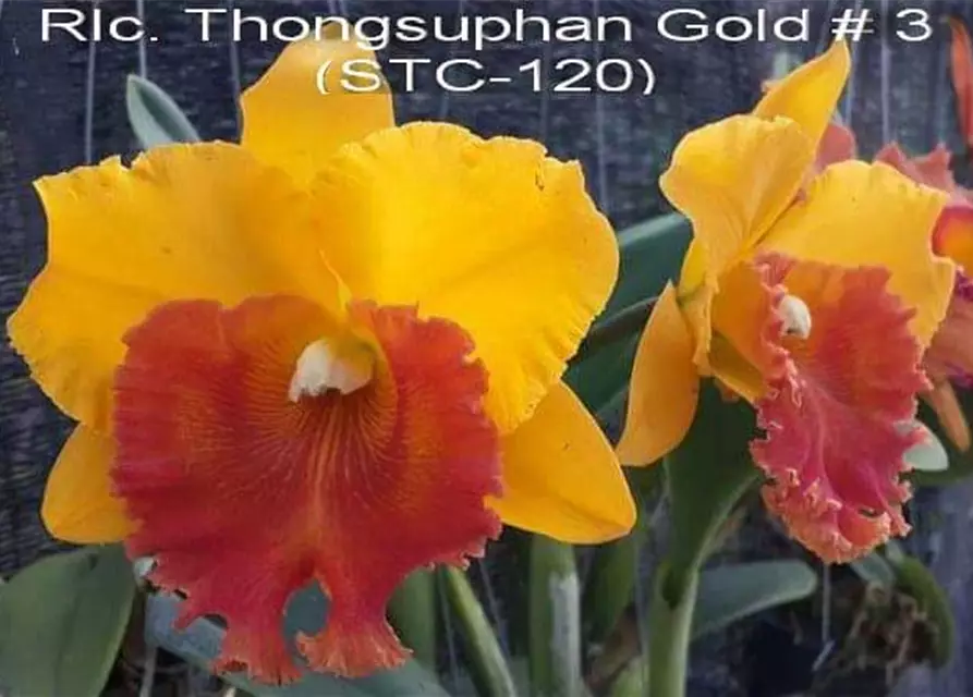 Rlc. Thongsuphan Gold #3