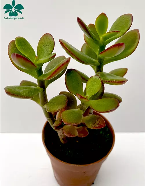 Crassula portulacea