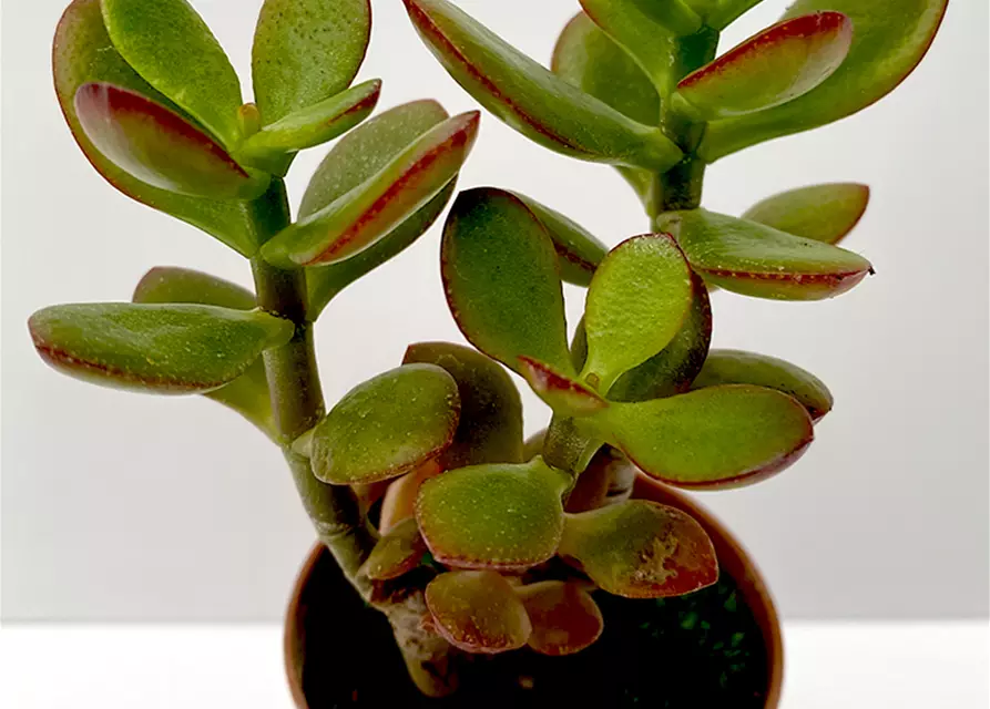 Crassula portulacea